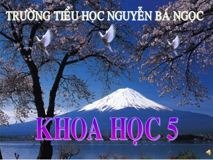 Bài giảng Khoa học Lớp 5 - Tiết 64: Vai trò của môi trường tự nhiên đối với đời sống con người - Trường TH Nguyễn Bá Ngọc