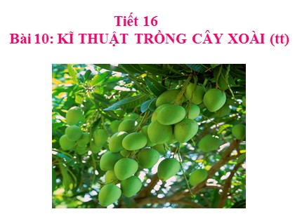 Bài giảng Công nghệ Lớp 9 - Nghề trồng trọt - Bài 10: Kĩ thuật trồng cây xoài (Tiếp theo)