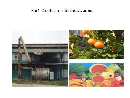 Bài giảng Công nghệ Lớp 9 - Nghề trồng trọt - Tiết 24: Thực hành trồng cây ăn quả