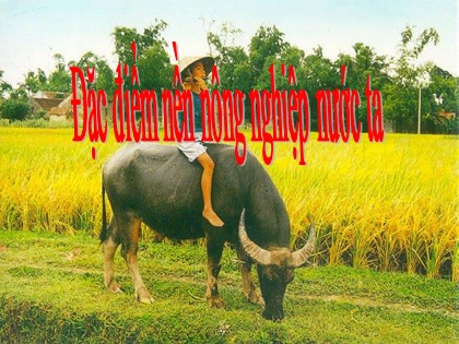 Bài giảng Địa lí Lớp 12 - Tiết 18: Đặc điểm nền nông nghiệp nước ta
