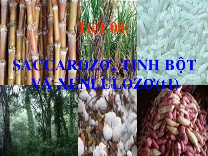 Bài giảng Hóa học Lớp 12 - Tiết 8: Saccarozo. Tinh bột và xenlulozo (Tiết 1) Bài giảng Hóa học Lớp 12 - Tiết 8: Saccarozo. Tinh bột và xenlulozo (Tiết 1)