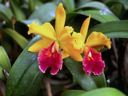 Bài giảng Ngữ văn Lớp 11 - Tiết 60: Phỏng vấn và trả lời phỏng vấn