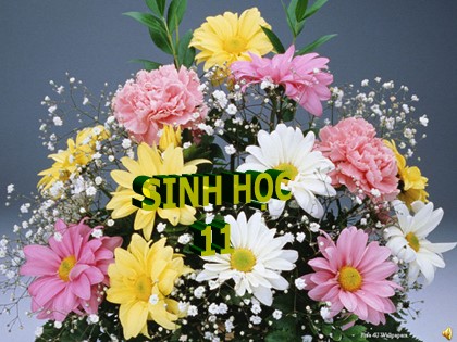 Bài giảng Sinh học 11 - Bài 24: Ứng động