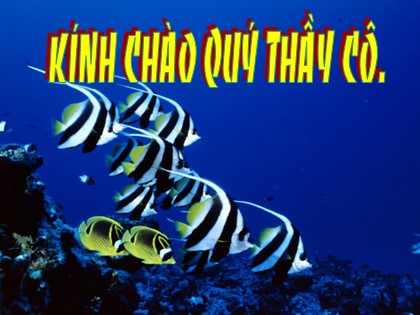 Bài giảng Sinh học Lớp 11 - Bài 1: Sự hấp thu nước và muối khoáng ở rễ Bài giảng Sinh học Lớp 11 - Bài 1: Sự hấp thu nước và muối khoáng ở rễ