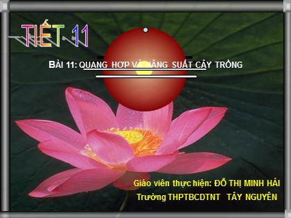 Bài giảng Sinh học Lớp 11 - Bài 11: Quang hợp và năng suất cây trồng - Đỗ Thị Minh Hải Bài giảng Sinh học Lớp 11 - Bài 11: Quang hợp và năng suất cây trồng - Đỗ Thị Minh Hải