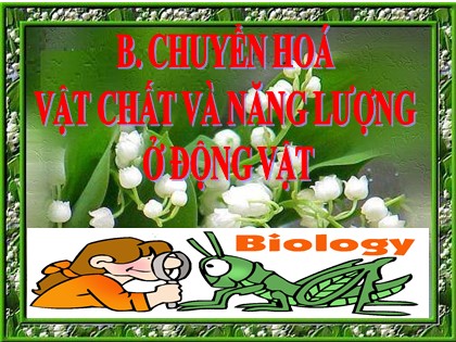 Bài giảng Sinh học Lớp 11 - Bài 15: Tiêu hoá ở động vật