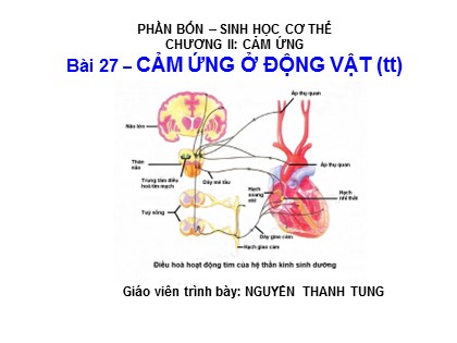 Bài giảng Sinh học Lớp 11 - Bài 27: Cảm ứng ở động vật (Tiếp theo)