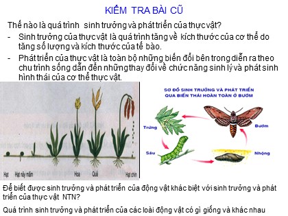 Bài giảng Sinh học Lớp 11 - Bài 37: Sinh trưởng và phát triển ở động vật