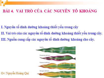 Bài giảng Sinh học Lớp 11 - Bài 4: Vai trò của các nguyên tố khoáng