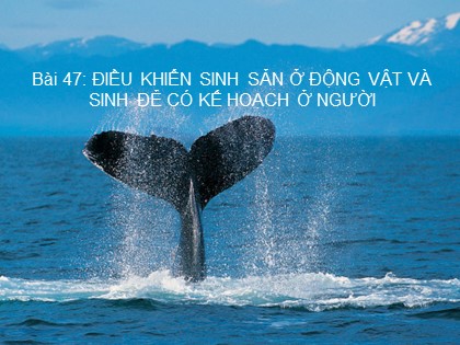 Bài giảng Sinh học Lớp 11 - Bài 47: Điều khiển sinh sản ở động vật và sinh đẻ có kế hoạch ở người