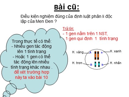 Bài giảng Sinh học Lớp 12 - Bài 10: Tương tác gen và tác động đa hiệu của gen