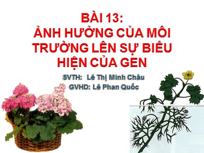 Bài giảng Sinh học Lớp 12 - Bài 13: Ảnh hưởng của môi trường lên sự biểu hiện của gen - Lê Thị Minh Châu