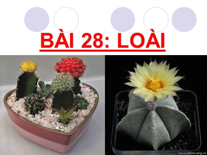 Bài giảng Sinh học Lớp 12 - Bài 28: Loài