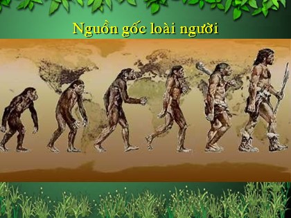 Bài giảng Sinh học Lớp 12 - Bài 34: Sự phát sinh loài người - Nguyễn Thị Thủy