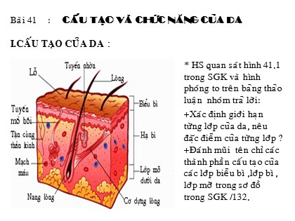 Bài giảng Sinh học Lớp 8 - Bài 41: Cấu tạo và chức năng của da