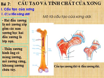 Bài giảng Sinh học Lớp 8 - Bài 7: Cấu tạo và tính chất của xương