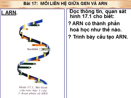 Bài giảng Sinh học Lớp 9 - Bài 17: Mối liên hệ giữa gen và ARN