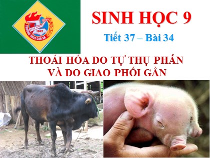 Bài giảng Sinh học Lớp 9 - Bài 34: Thoái hóa do tự thụ phấn và do giao phối gần