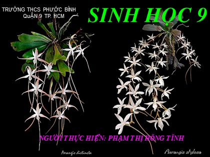 Bài giảng Sinh học Lớp 9 - Tiết 14: Thực hành quan sát hình thái nhiễm sắc thể