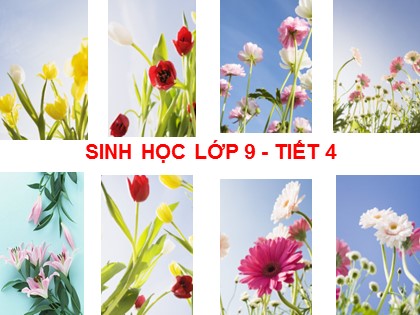 Bài giảng Sinh học Lớp 9 - Tiết 4: Lai hai cặp tính trạng (Tiết 1)