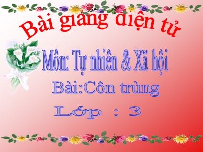 Bài giảng Tự nhiên và xã hội Lớp 3 - Tiết 50: Côn trùng