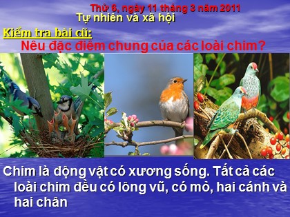 Bài giảng Tự nhiên và xã hội Lớp 3 - Tiết 54: Thú