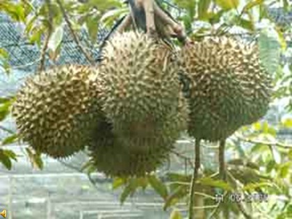 Bài giảng Chính tả Khối 4 - Tuần 22 - Nghe viết: Sầu riêng