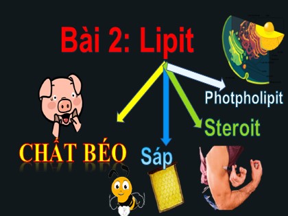 Bài giảng Hóa học Lớp 12 - Bài 2: Lipit