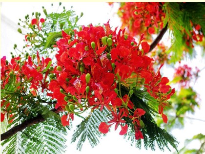 Bài giảng Tập đọc Lớp 4 - Tuần 23 - Bài: Hoa học trò