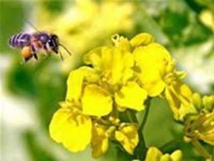 Bài giảng Tập đọc Lớp 5 - Tuần 12 - Bài: Hành trình của bầy ong