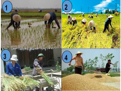 Bài giảng Tập đọc Lớp 5 - Tuần 14 - Bài: Hạt gạo làng ta - Năm học 2021-2022 Bài giảng Tập đọc Lớp 5 - Tuần 14 - Bài: Hạt gạo làng ta - Năm học 2021-2022