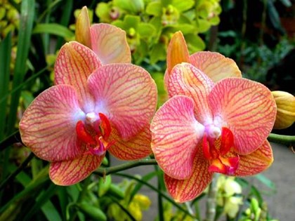 Bài giảng Toán học 4 - Chương 4 - Bài: Ôn tập về phân số